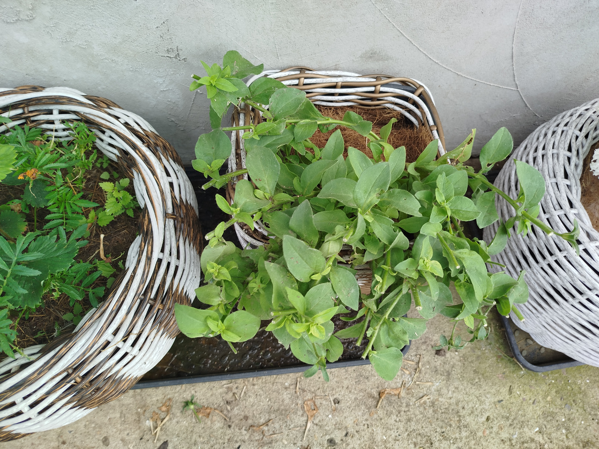 Она же после стрижки.