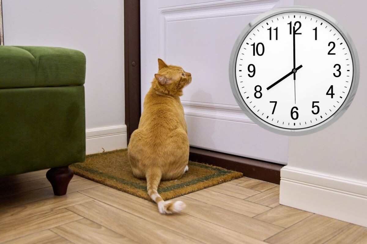 Кошка ждет хозяина у двери