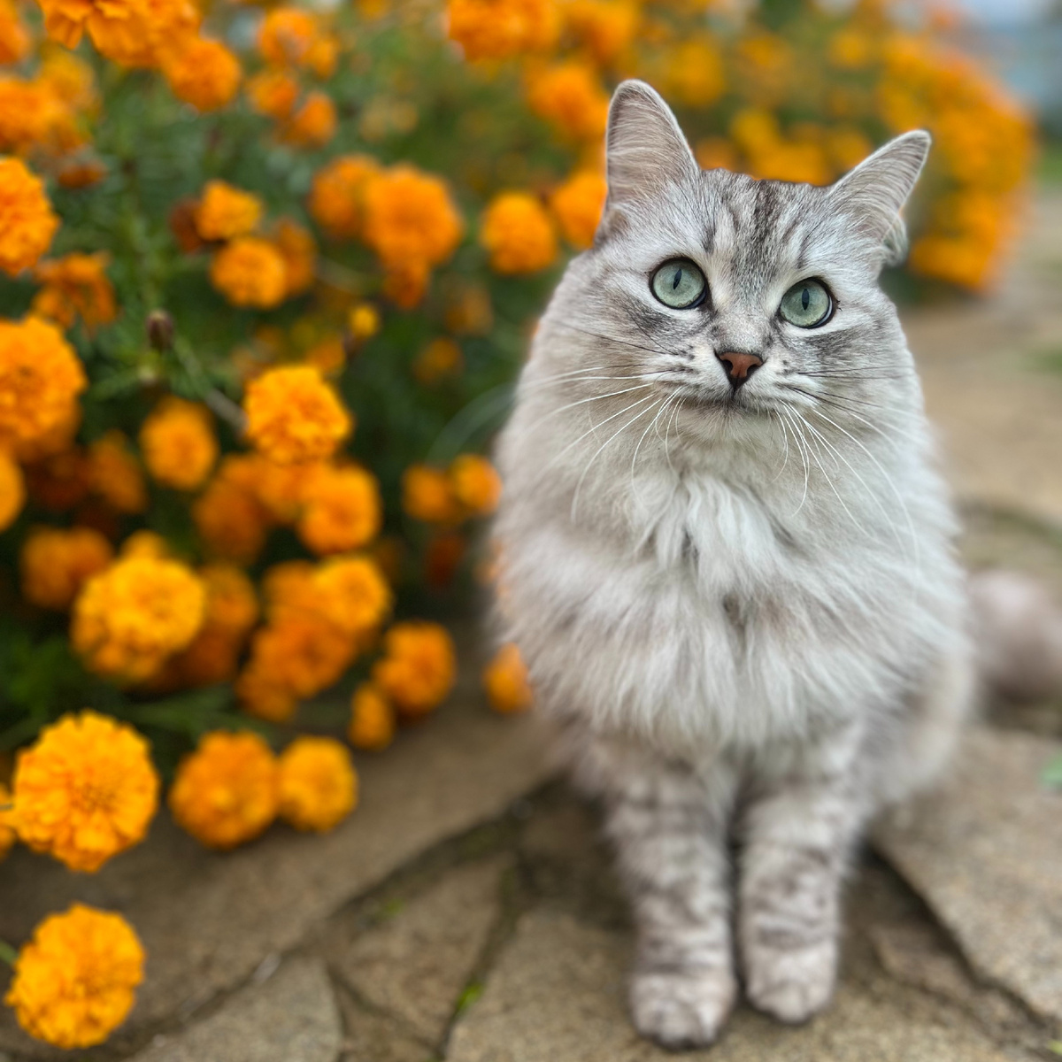 Наша требовательная актриса. Тут я привлекала её внимание длинной травкой :)