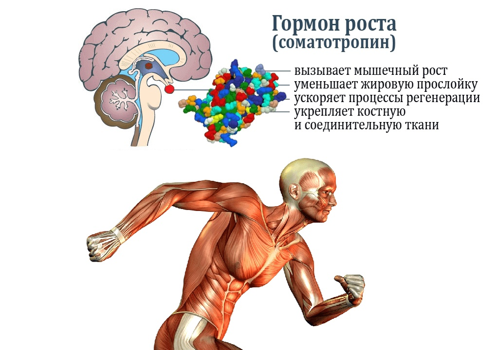 Зачем взрослым нужен гормон роста, если мы уже выросли и не вызовет ли он рак? О