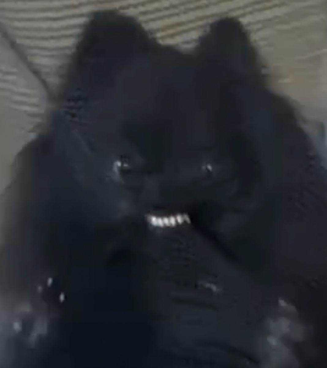 Зина просто вцепилась в сетку батута, удалось снять смешное видео 