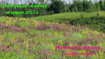 Склоны в цвету. Июнь 2024, Ростовская область, северо-запад.