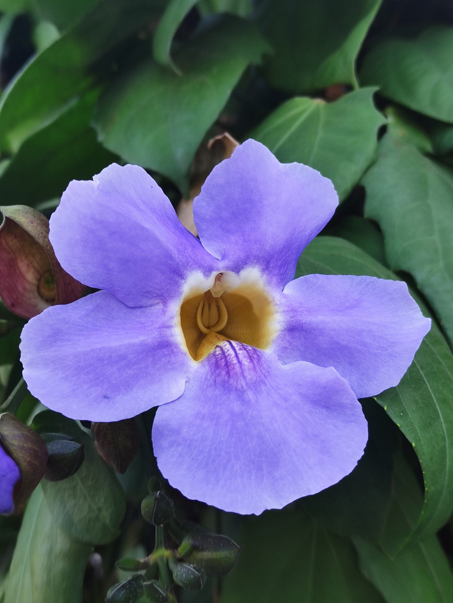 Thunbergia laurifolia - Лавровая лоза или голубая трубчатая лоза - род назван в честь Карла Петера Тунберга (1743—1828), шведского учёного-натуралиста, исследователя флоры и фауны Южной Африки и Японии, «отца южноафриканской ботаники».