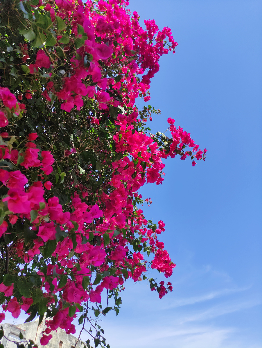 Bougainvillea - род назван в честь Луи Антуана де Бугенвиля (1729—1811), французского мореплавателя и путешественника, руководителя первой французской кругосветной экспедиции