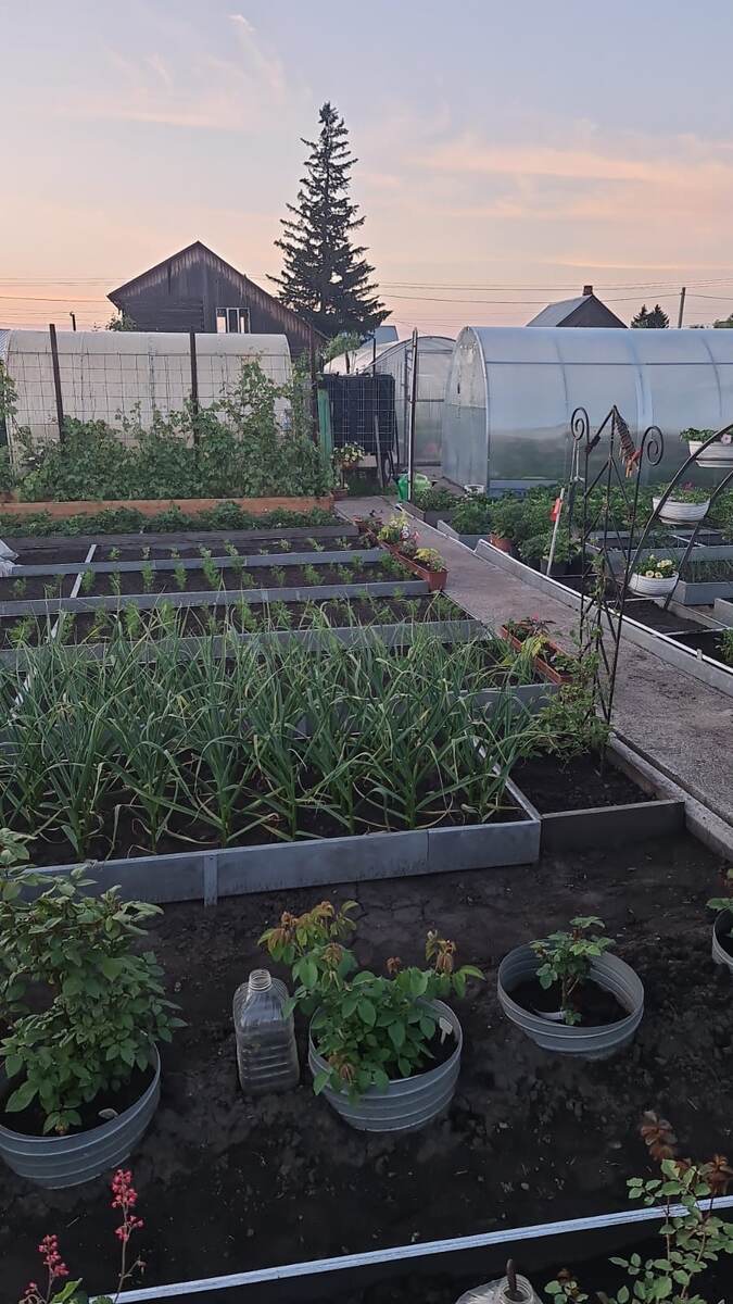 Мой огород на закате солнца