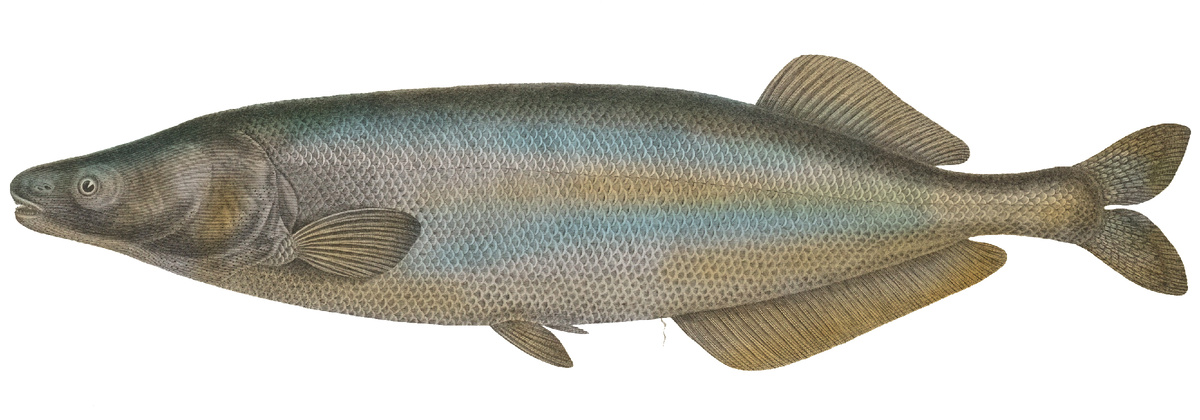 Mormyrops anguilloides