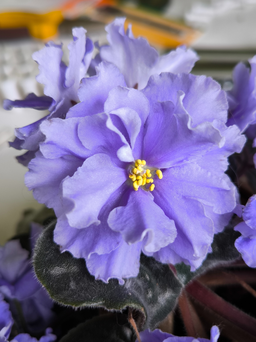 Моя голубая находка