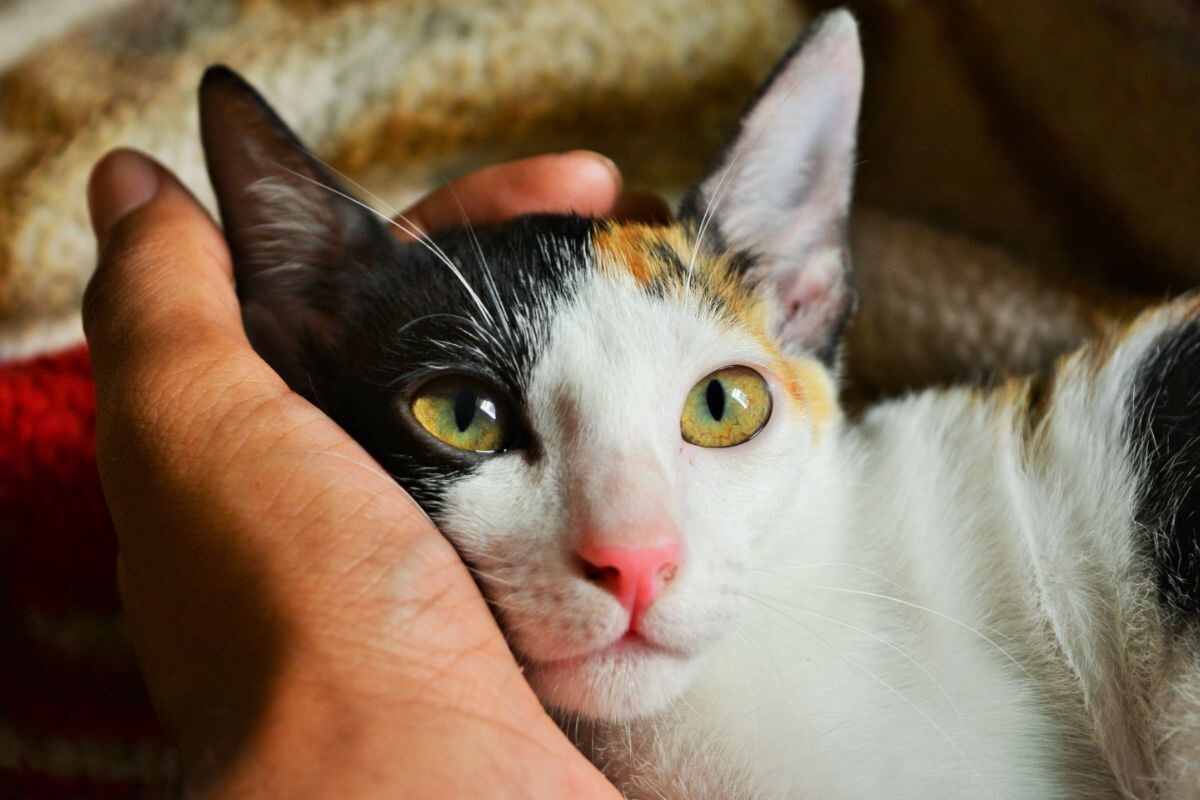 Кошка смотрит на хозяина