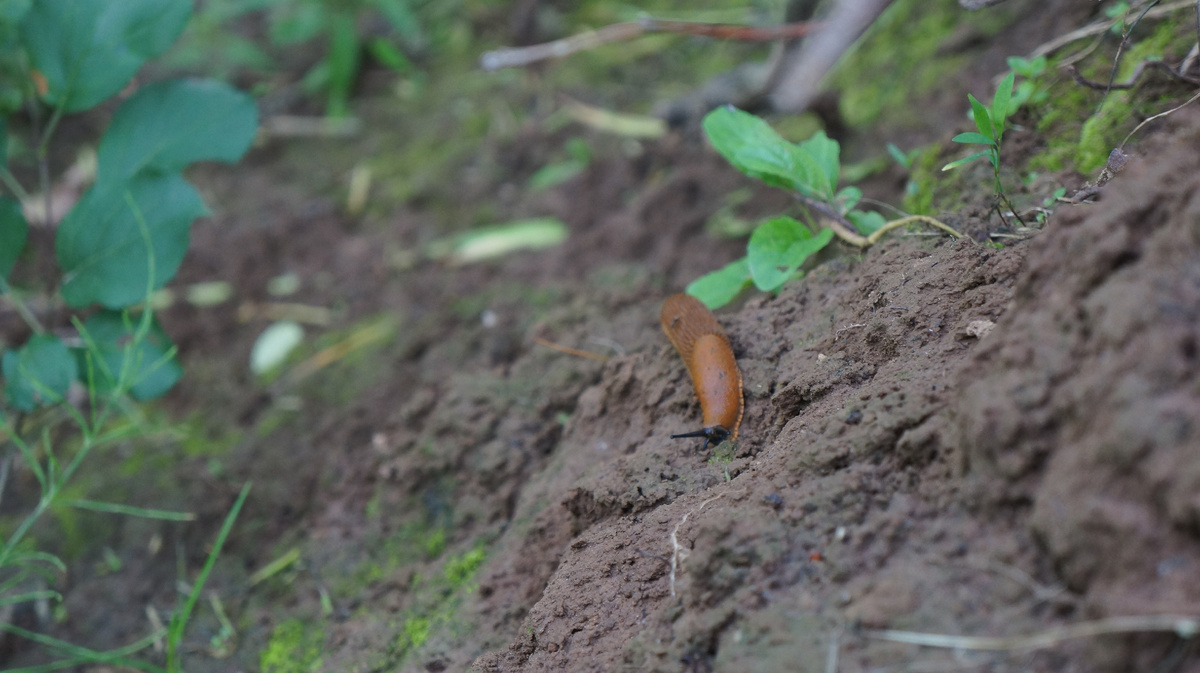 Испанский слизень на спуске к реке