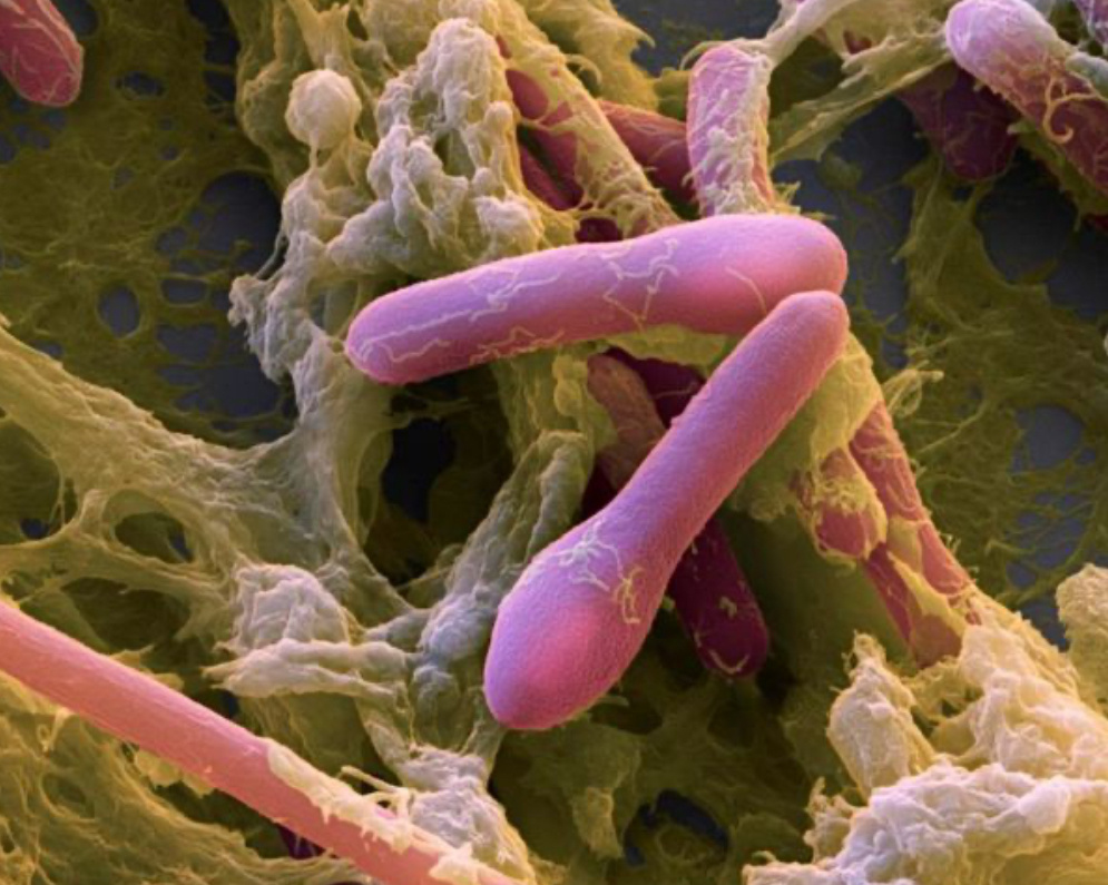 Бактерия под микроскопом 