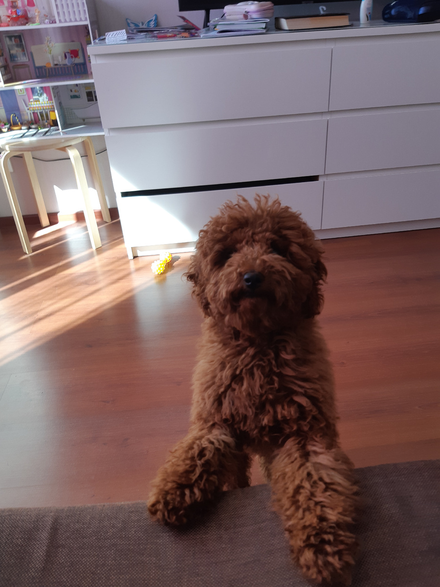 Моя собачка🥰