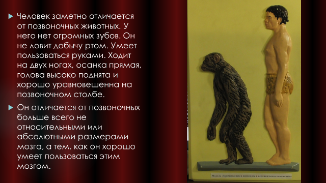 Человек отличается от позвоночных больше всего не относительными или абсолютными размерами мозга, а тем, как он хорошо умеет пользоваться этим мозгом.