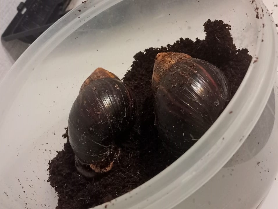 Взрослые кумушки, сидят во временном контейнере