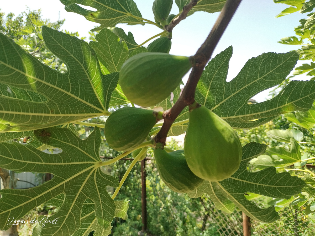 Летнего инжира нынче не будет. Несмотря на большое количество влаги в почве