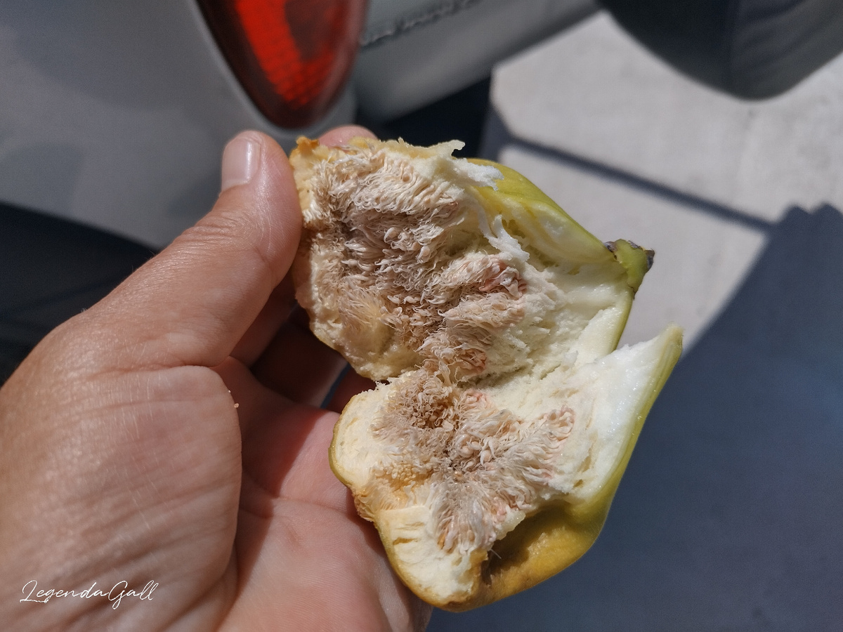 Все крупные плоды внутри сухие и вялые, как ватные