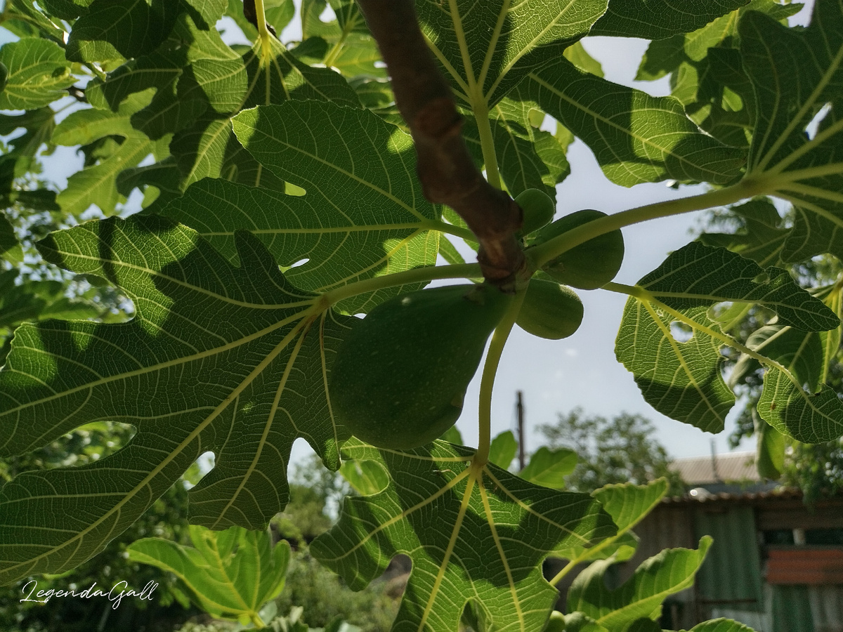 Зато на осенний урожай деревья расщедрились, очень много завязей. Надеюсь, что хоть они будут нормальные