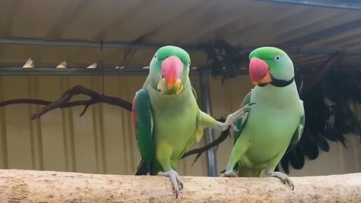 Смешные попугаи, веселые моменты