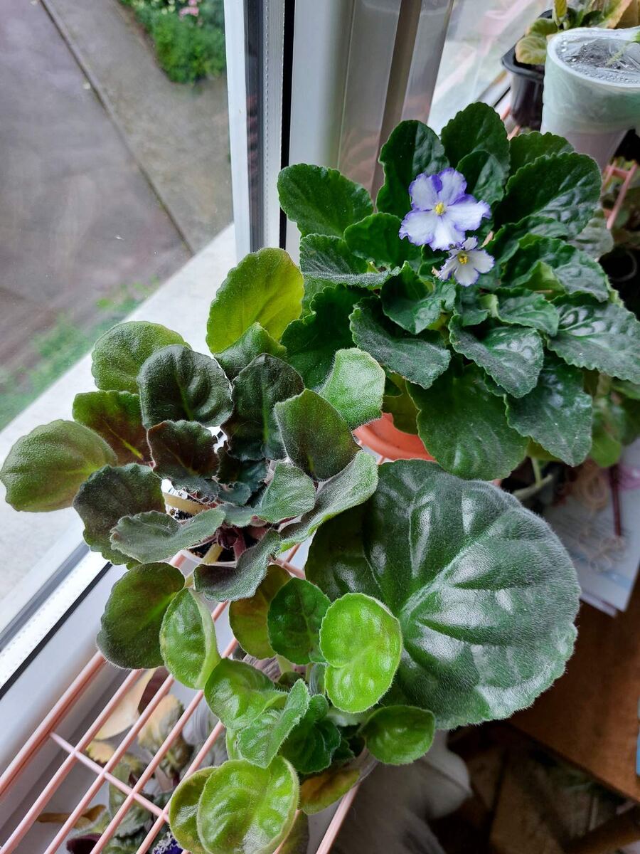 Укоренённый лист с детками, детка и взрослая розетка. Позируют ЛЕ-Марципановая роза, ЛЕ-Дежавю и Linda (та, что начинает цвести)