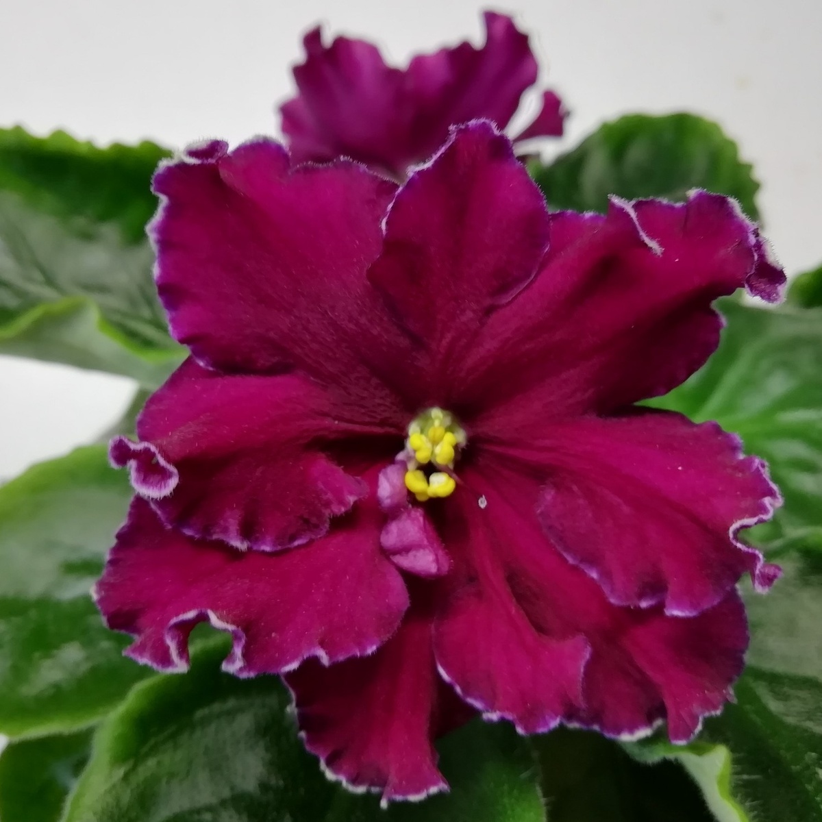 АВ-Сердце Матери