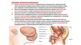 Ультразвуковая диагностика (УЗИ). Доктор Иогансен. Ультразвуковая анатомия предстательной железы.