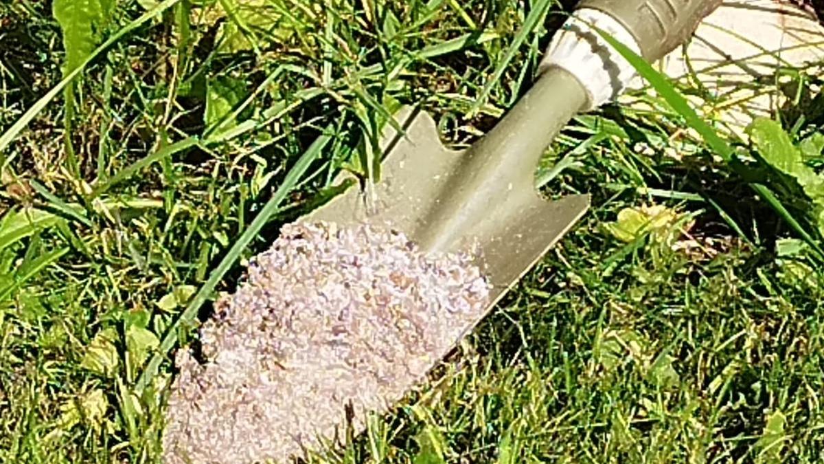 "Подкормка хризантем" золой. Делюсь наблюдениями - почему хризантемы ...