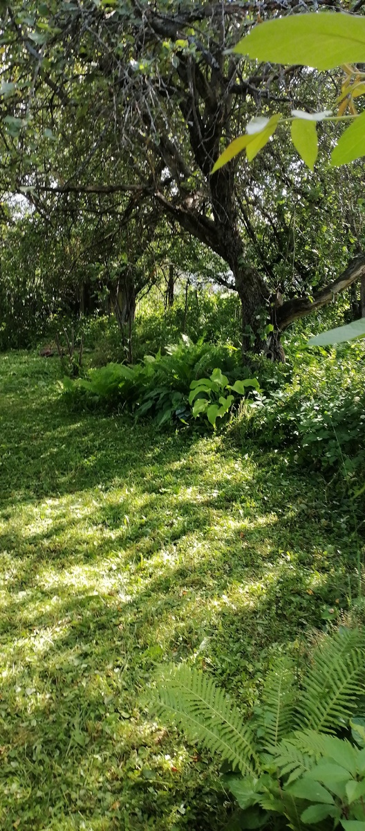 Стврвя яблоня (да, требуется обрезка) и хосты. Фото автора