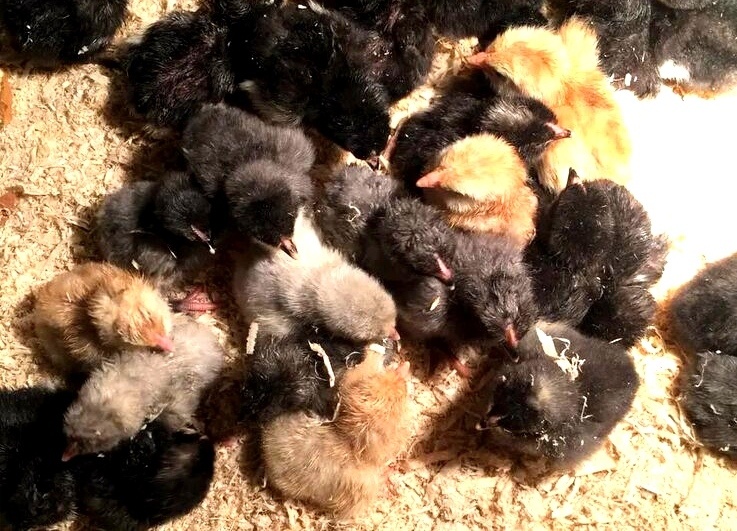 "Вы пушистые комочки, мои будущие квочки" - слова из песни