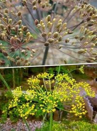 семена укропа