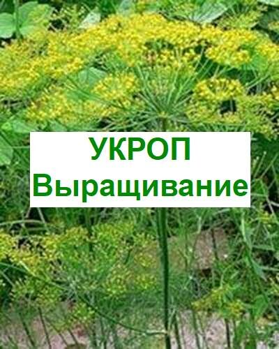 выращивание укропа