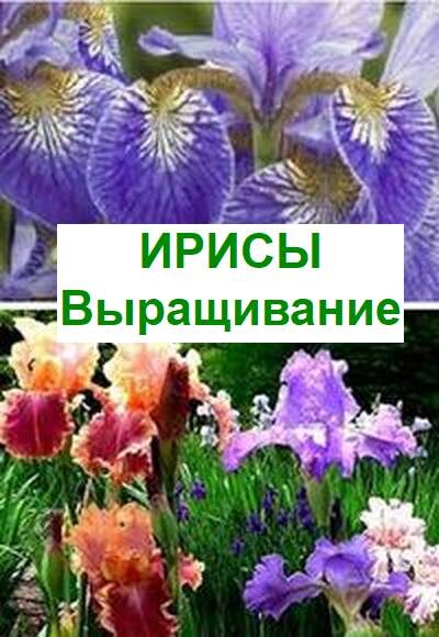 как выращивать ирисы