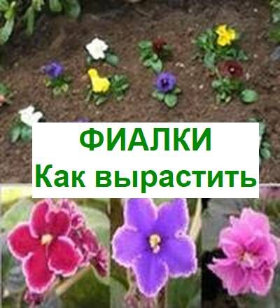 как выращивать фиалки