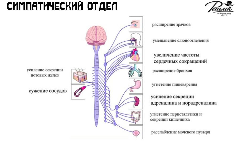 функции симпатического отдела 