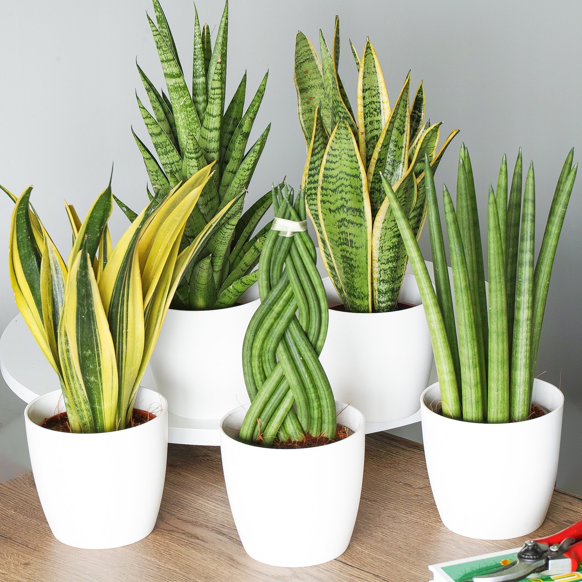 Сансевиерия (Sansevieria) - фото из сети Интернет