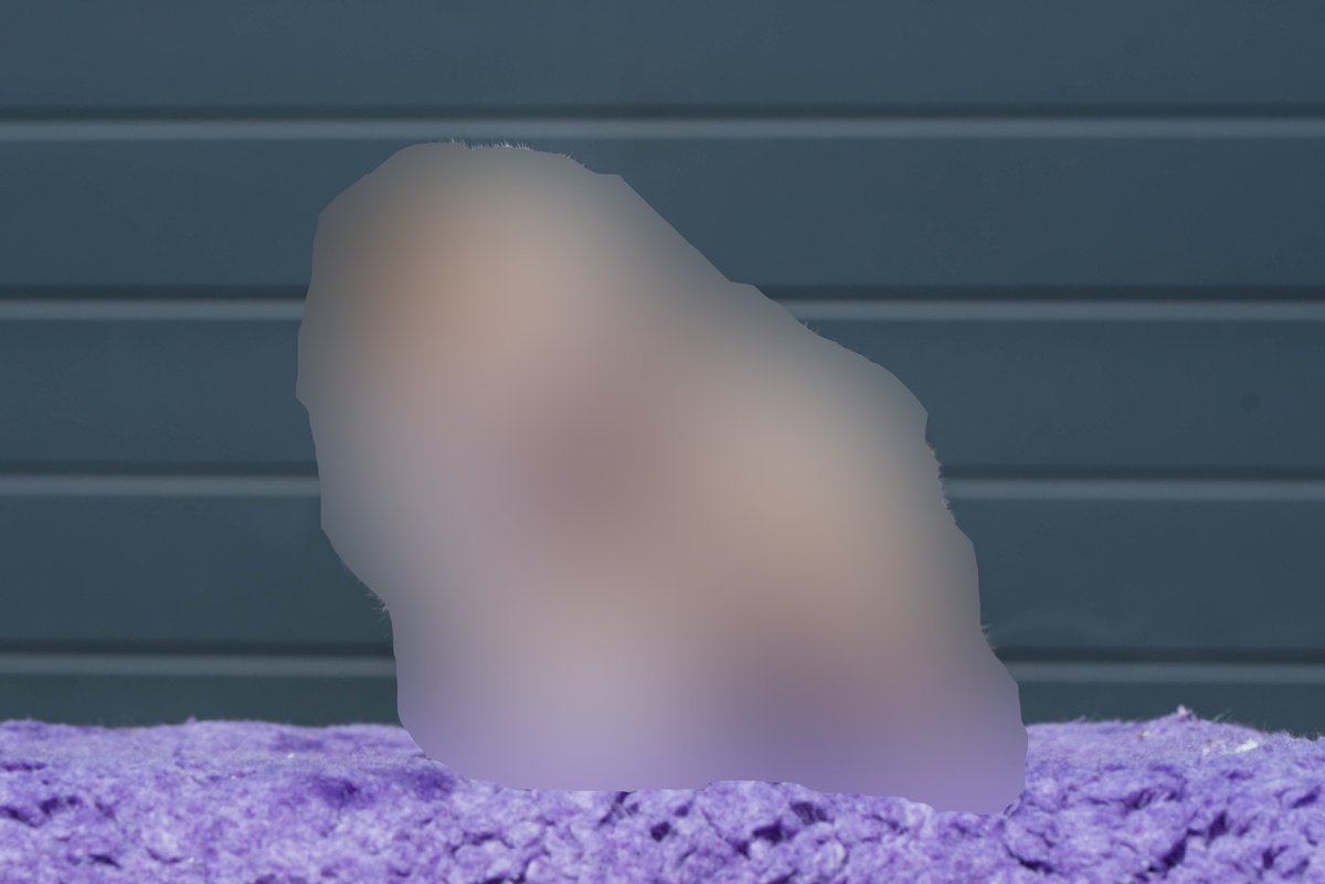 Щенок новой породы уже в нашем питомнике!