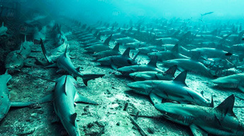 Обнаружены места, где акулы массово уходят из жизни