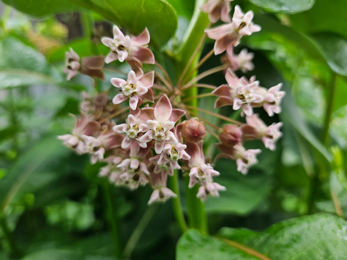 Цветёт красиво, а аромат...