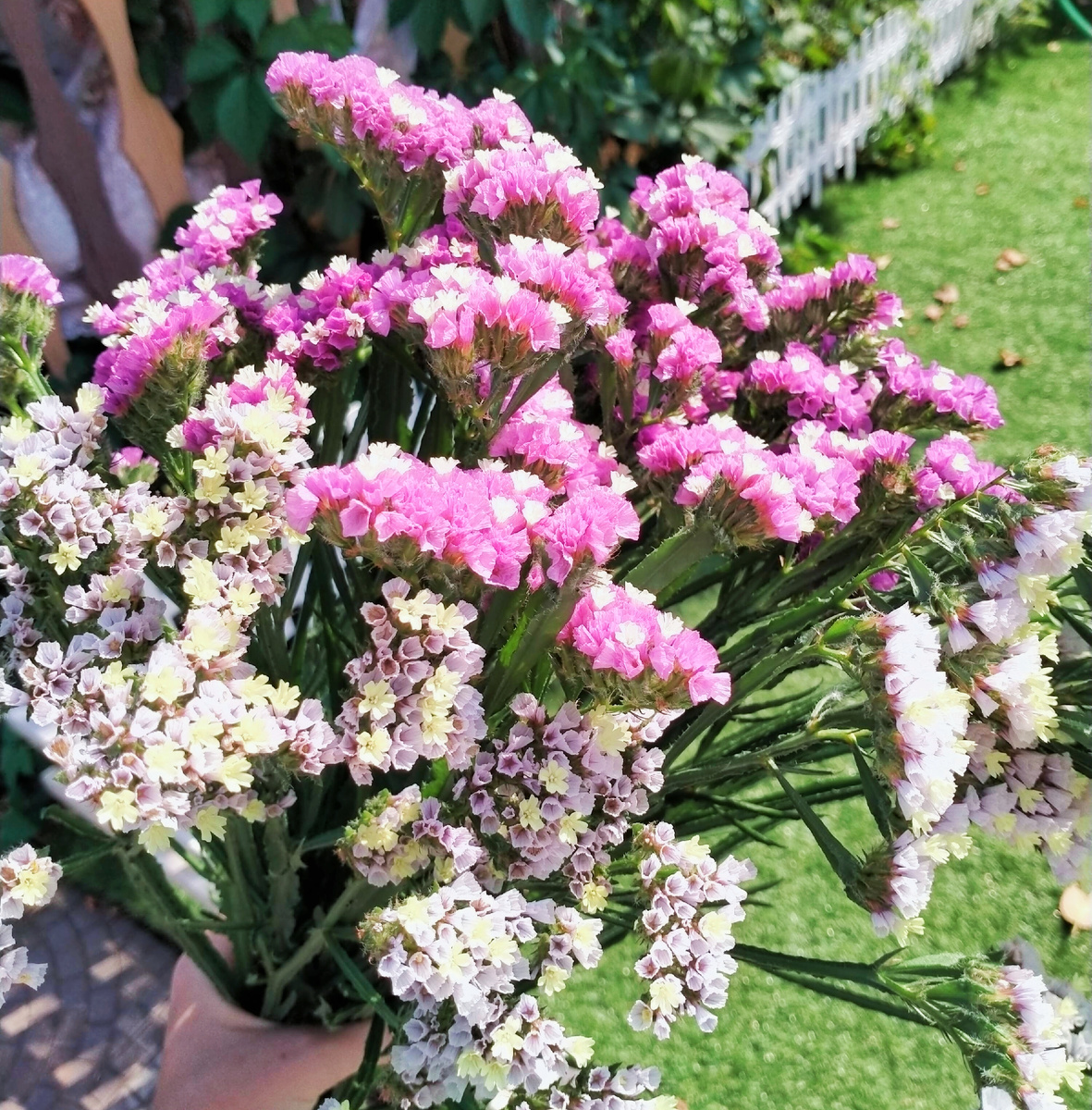 статица. Сама выращивала