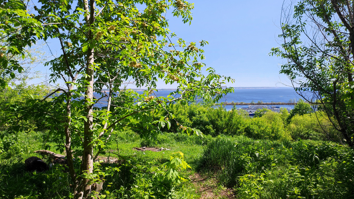 То самое место с бревном