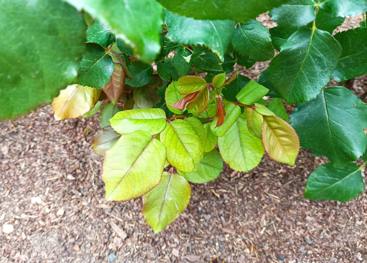 ХЛОРОЗ ЛИСТЬЕВ