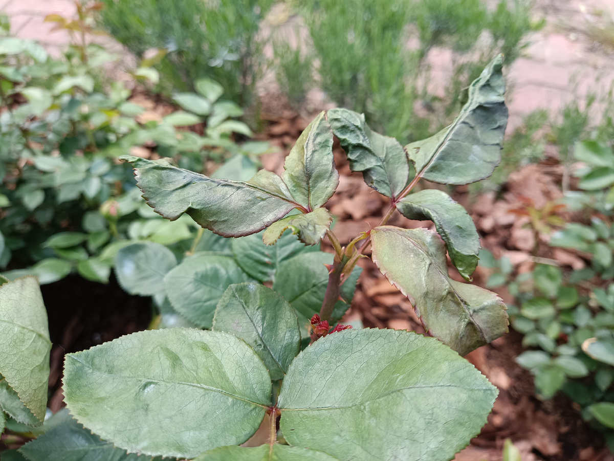 ДЕФИЦИТ КАЛЬЦИЯ