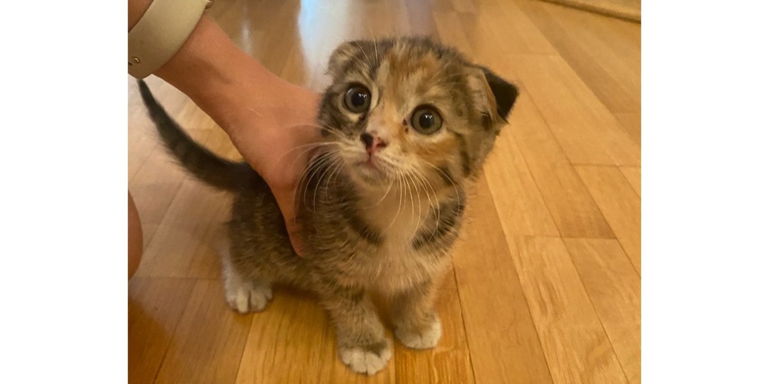 Породистый котенок пришел к дому в Москве и попросил о помощи