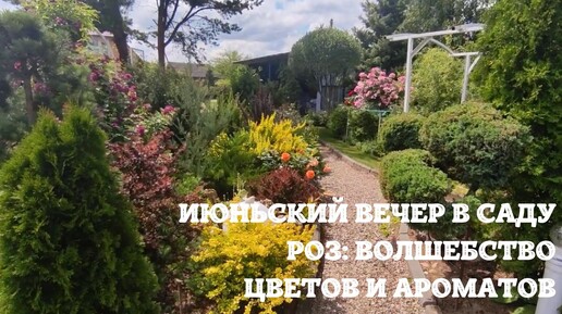 Июньский вечер в саду роз: волшебство цветов и ароматов.