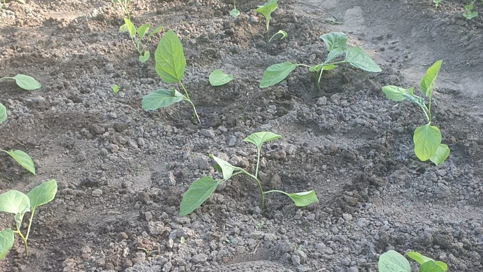 Баклажаны должны расти 60-65 дней до высадки в грунт и немного побольше, 65-75, до теплицы. 