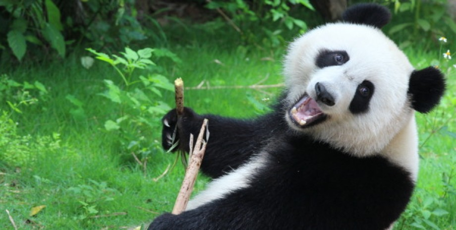 По сведениям, опубликованным CNN, в Китае 12 туристам пожизненно запретили смотреть на панд (им запрещается посещать китайскую исследовательскую базу по разведению гигантских панд в Чэнду).