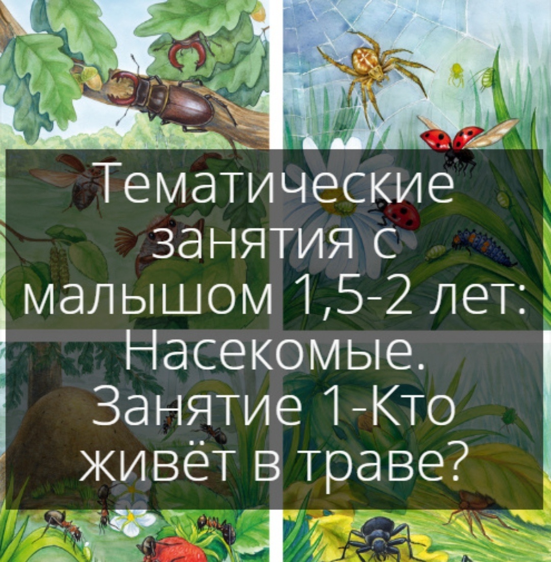 Занятие "Насекомые"