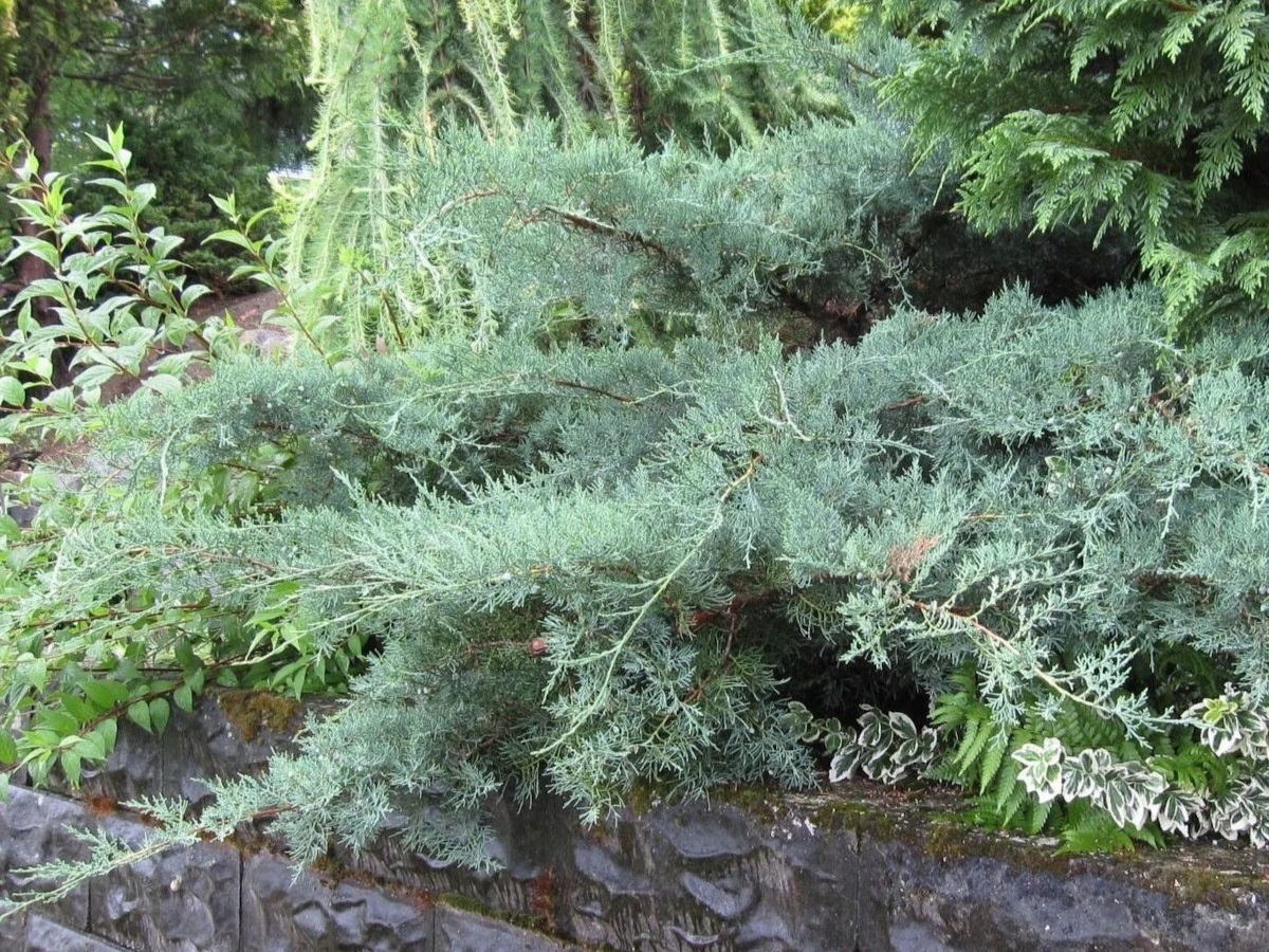 Можжевельник виргинский Грей Оул. Фото: azovles.com