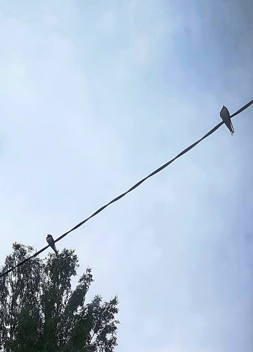 Ласточки. Фото автора.