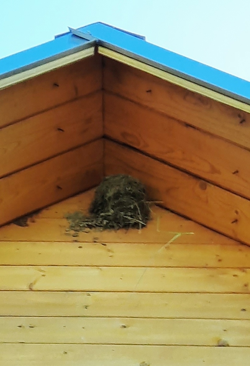 Гнездо ласточек. Фото автора.