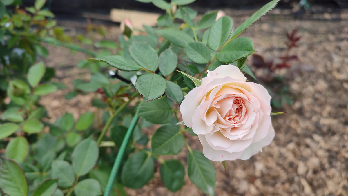 Розы у сестры на огороде