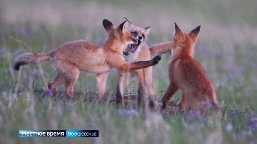 Местное время. Воскресенье: красноярский фотограф добыл уникальные кадры лисьего семейства